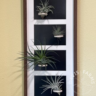 Tillandsia Display Frame Kit Large
