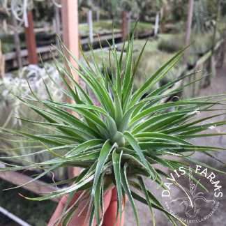 Tillandsia houston inverta