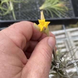 Tillandsia ixioides Dwarf Fragrant