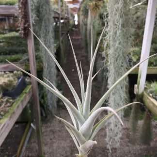 Tillandsia purpurea no.11