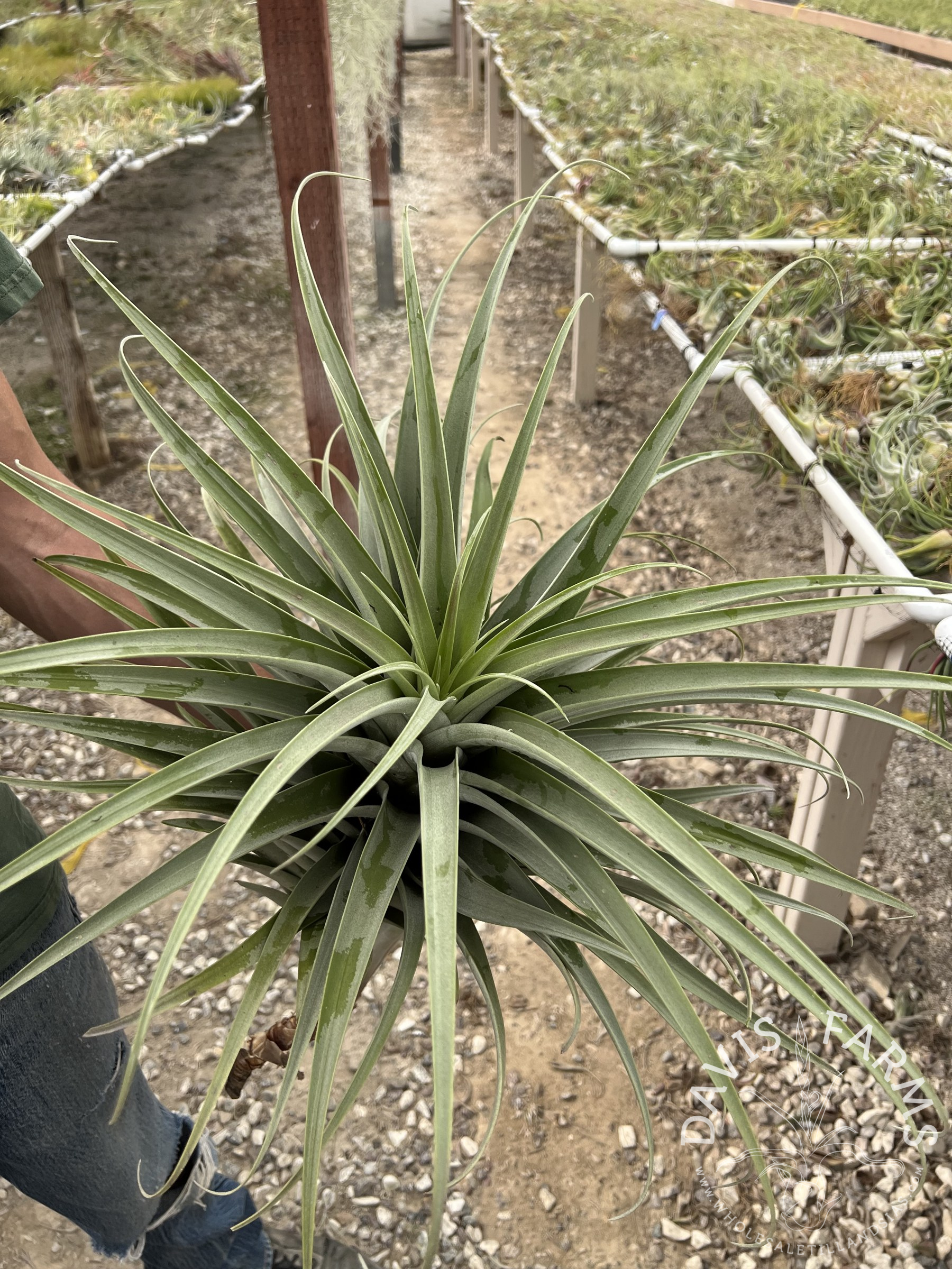 Tillandsia roseoscapa specimen air plant, 24 inches wide