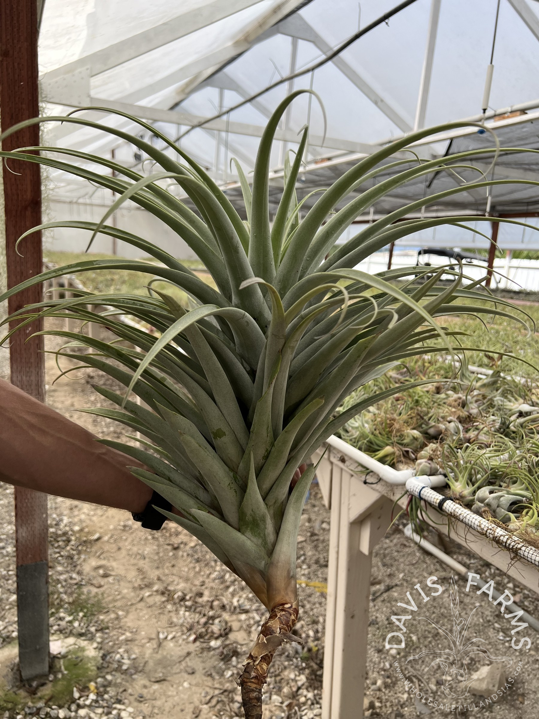 Tillandsia roseoscapa specimen air plant held in greenhouse