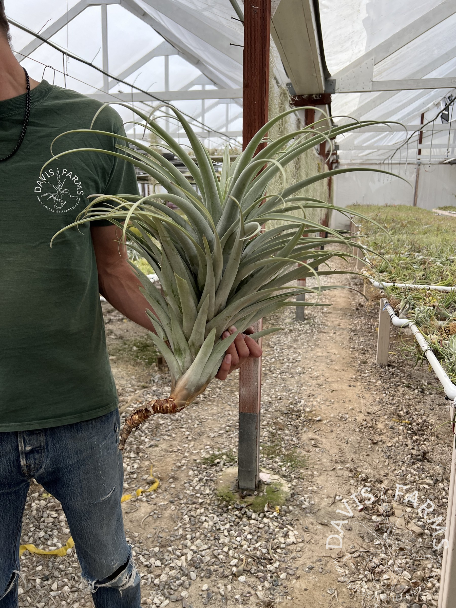 Tillandsia roseoscapa specimen