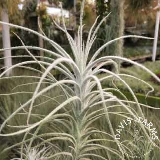 Tillandsia tectorum Caulescent Form