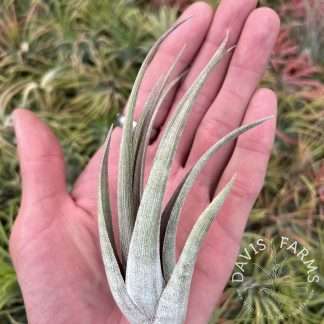 Tillandsia weberi