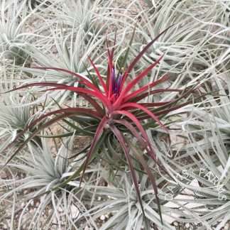Velutina n bloom 3