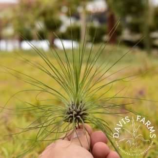 Tillandsia filifolia