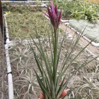 Tillandsia floribunda- IN BLOOM