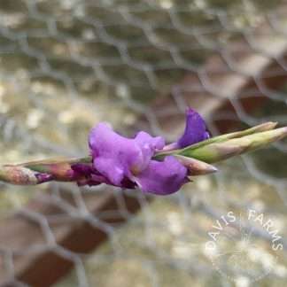 Tillandsia jequiensis- IN BLOOM