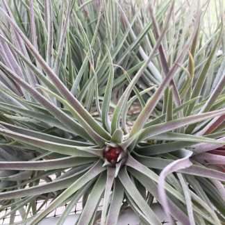 Tillandsia kammii- IN BLOOM