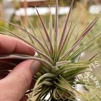 Tillandsia kammii