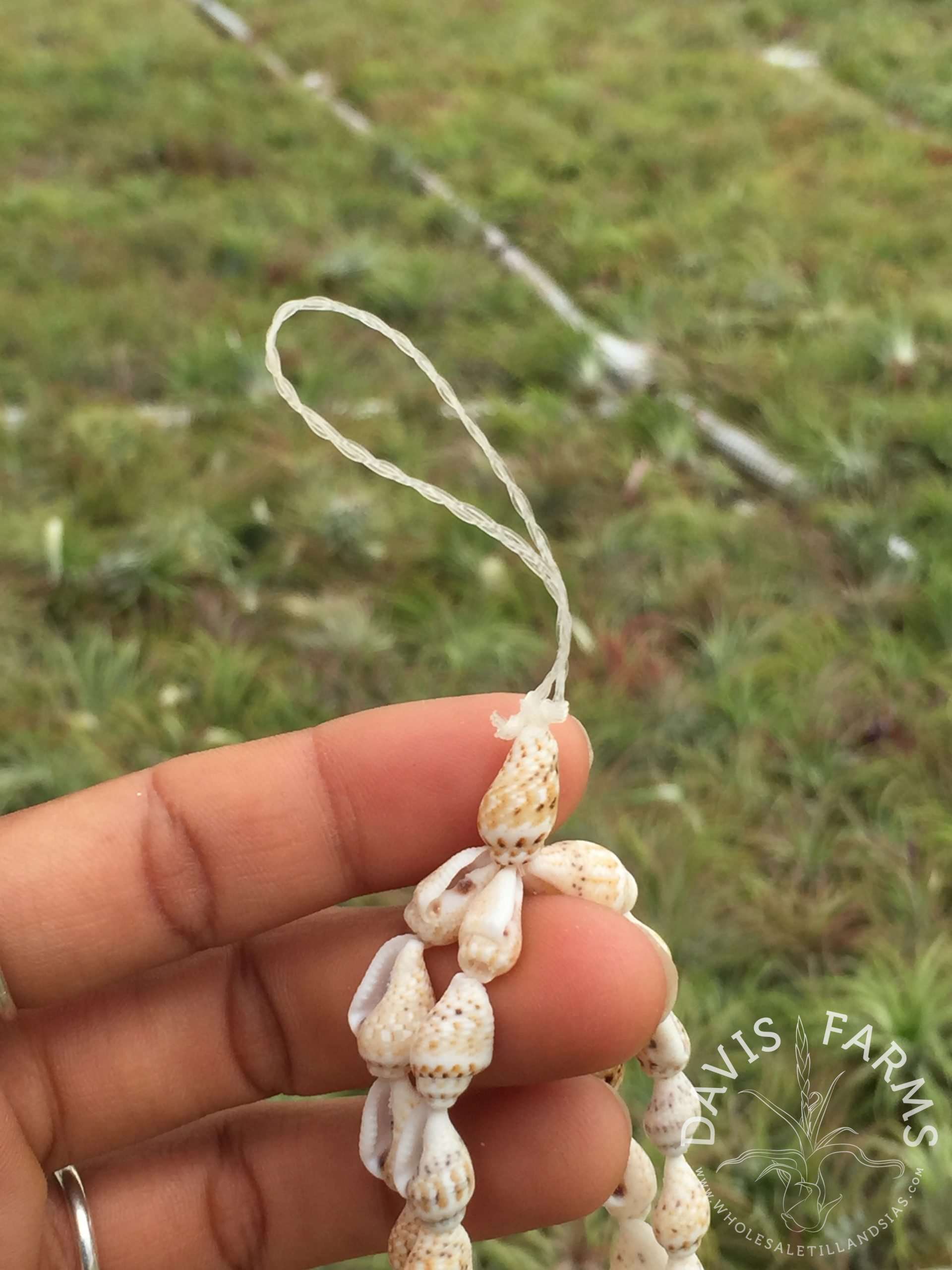 Seashell Tillandsia Hanger Sale detail view