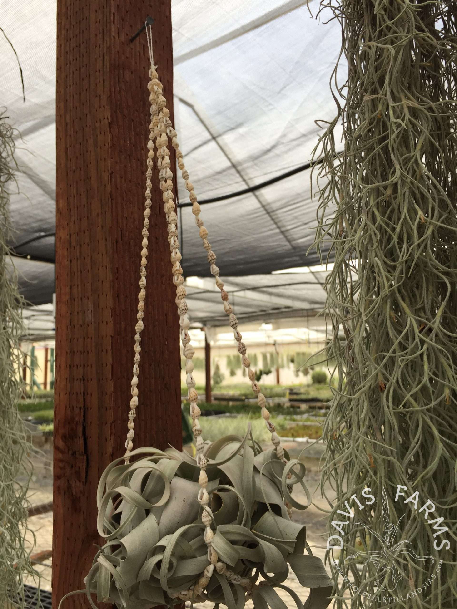 Seashell Tillandsia Hanger Sale