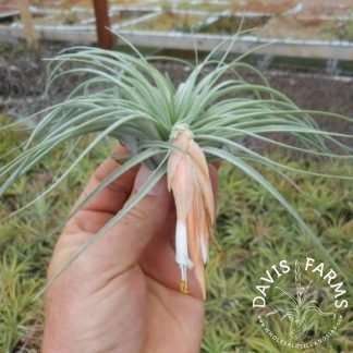 Tillandsia matudae