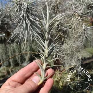 Tillandsia paleacea air plant