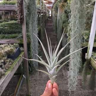 Tillandsia purpurea no.3