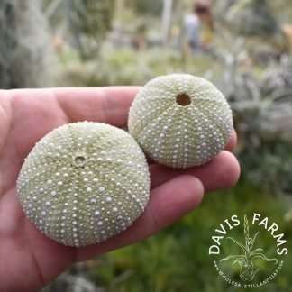 Small Sea Urchin Shell