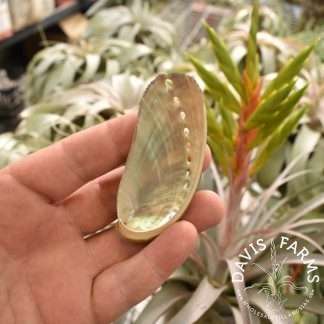 small abalone shell