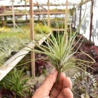 Tillandsia floribunda