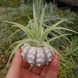 Sputnik Sea Urchin