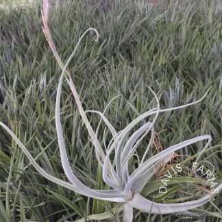 Tillandsia streptocarpa- IN BLOOM