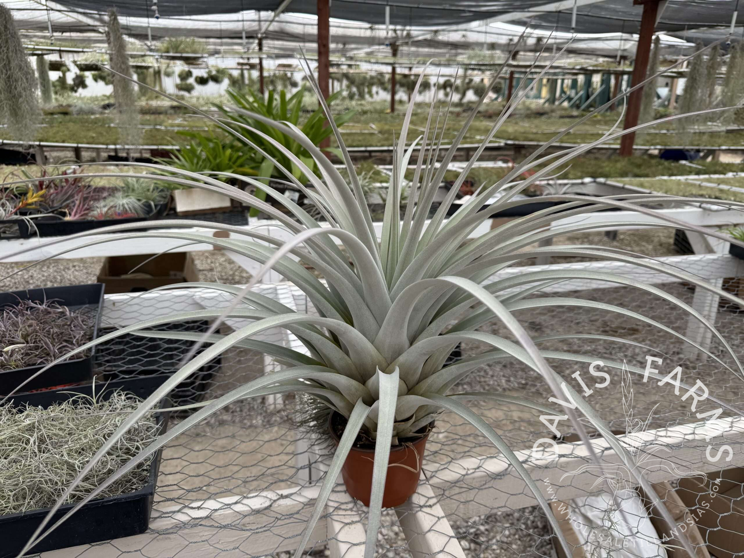 Tillandsia Silver King Specimen - exact plant you will receive