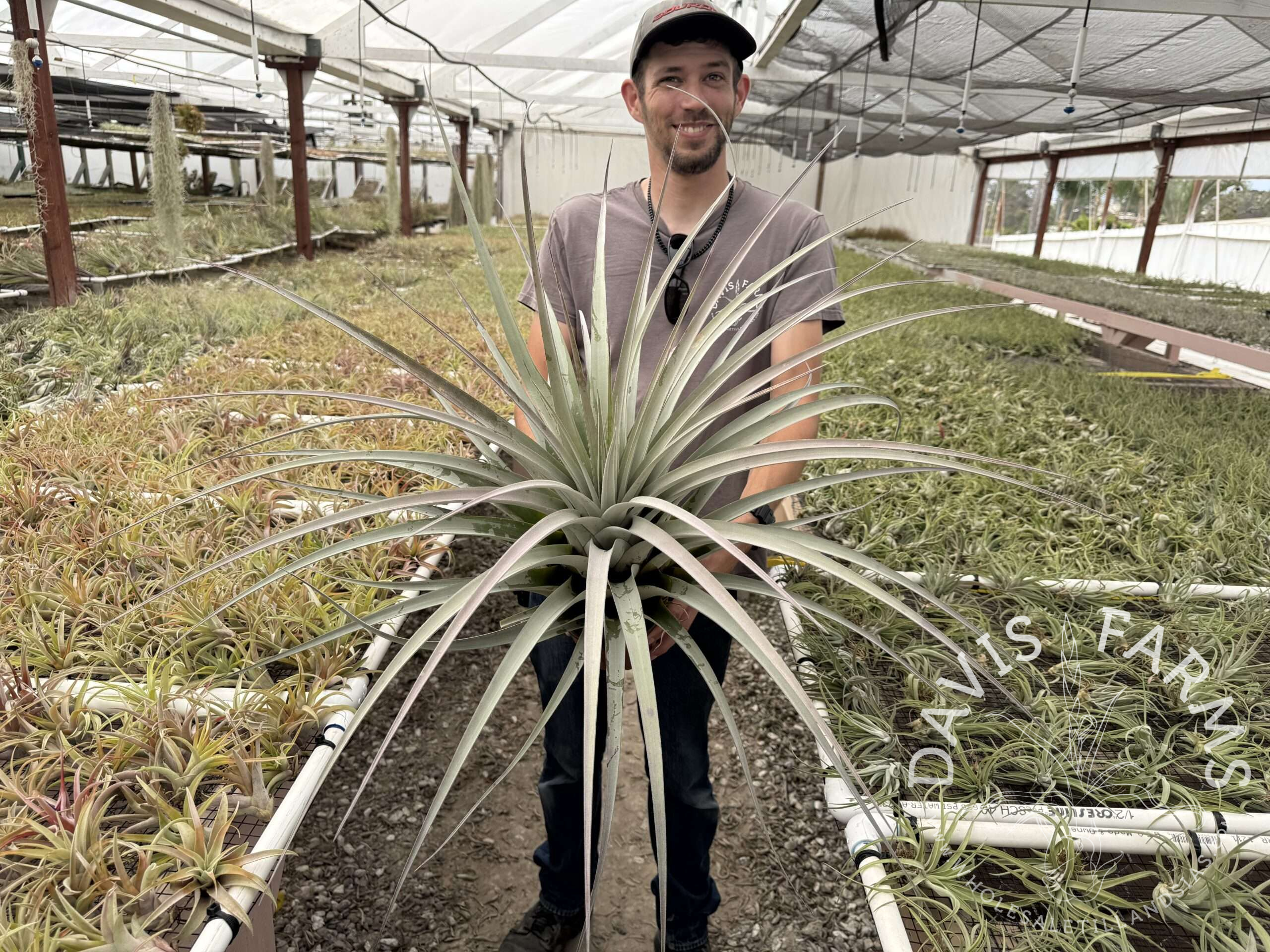 Tillandsia Silver King Specimen - exact plant you will receive