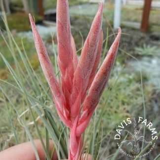 Tillandsia vicentina air plant