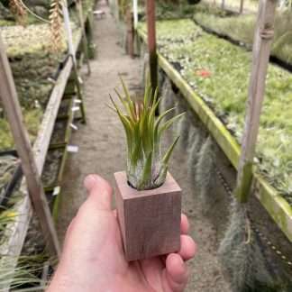 Walnut wood planter