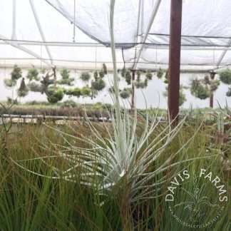 wide leaf tectorum bloom