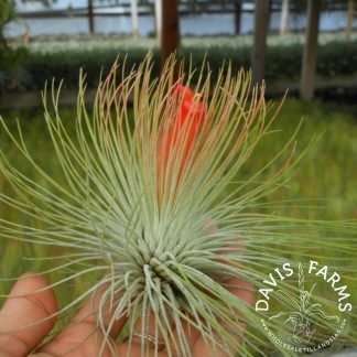 Tillandsia andreana