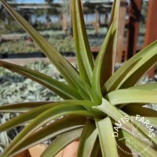 Tillandsia velutina