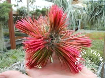 Tillandsia ionantha fuego Wholesale | Davis Farms