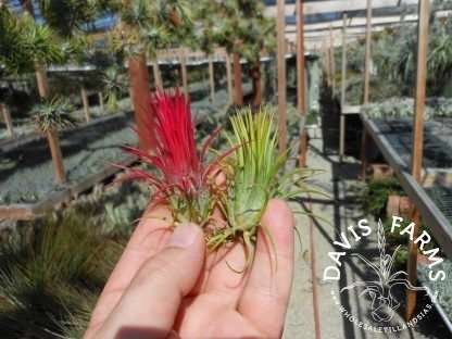 Tillandsia ionantha fuego Wholesale | Davis Farms