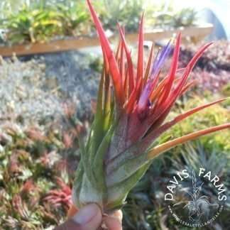 Tillandsia seleriana x ionantha