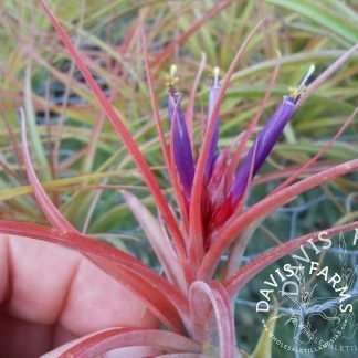 Tillandsia brachycaulos x concolor air plant close-up