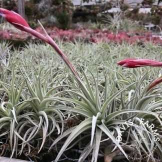 Tillandsia leonamiana