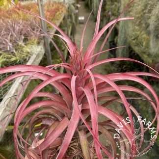 Tillandsia streptophylla x brachycaulous (Eric Knobloch)- RED FORM