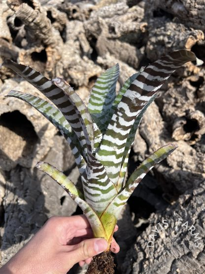 Aechmea chantinii var. 'Black' Wholesale - Davis Farms Air Plants