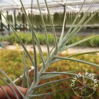 Tillandsia caerulea