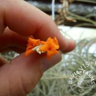 Tillandsia Crocata Copper Penney (Orange Fragrant Flower) IN BLOOM!