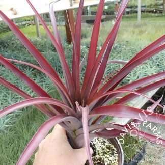 Tillandsia flabellata red giant