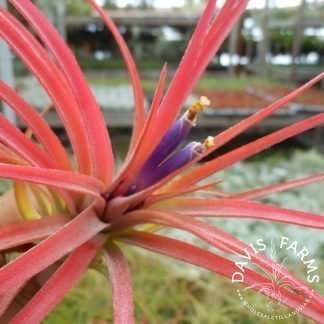 Tillandsia victoriana (T. ionantha x brachycaulos)