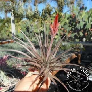 Tillandsia vernicosa
