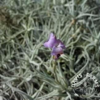 Tillandsia paleacea