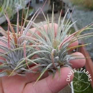 Tillandsia ionantha Guatemala leaf damage Sale