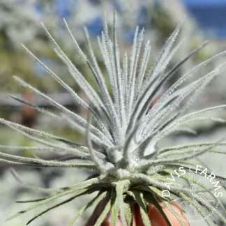 Tillandsia plumosa