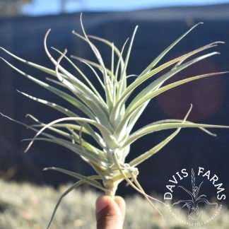 Tillandsia purpurea no.12