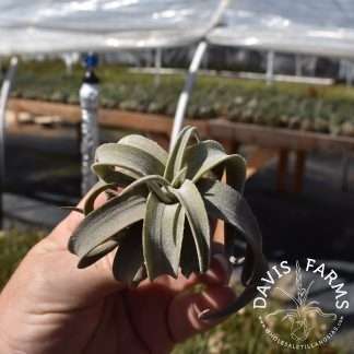 Tillandsia latifolia leucophylla