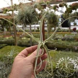Tillandsia streptocarpa